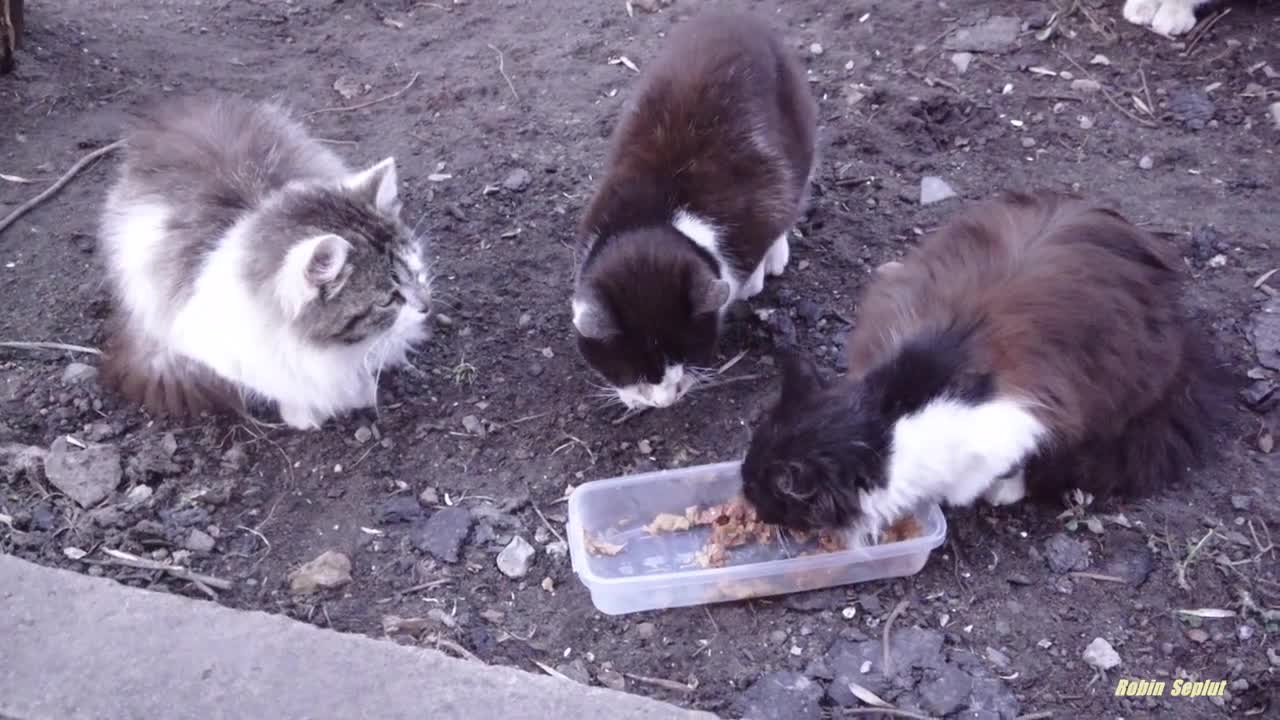 Cute cats is beautiful but hungry