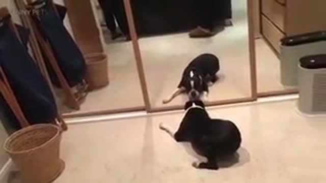 Dogs vs Mirrors Compilation