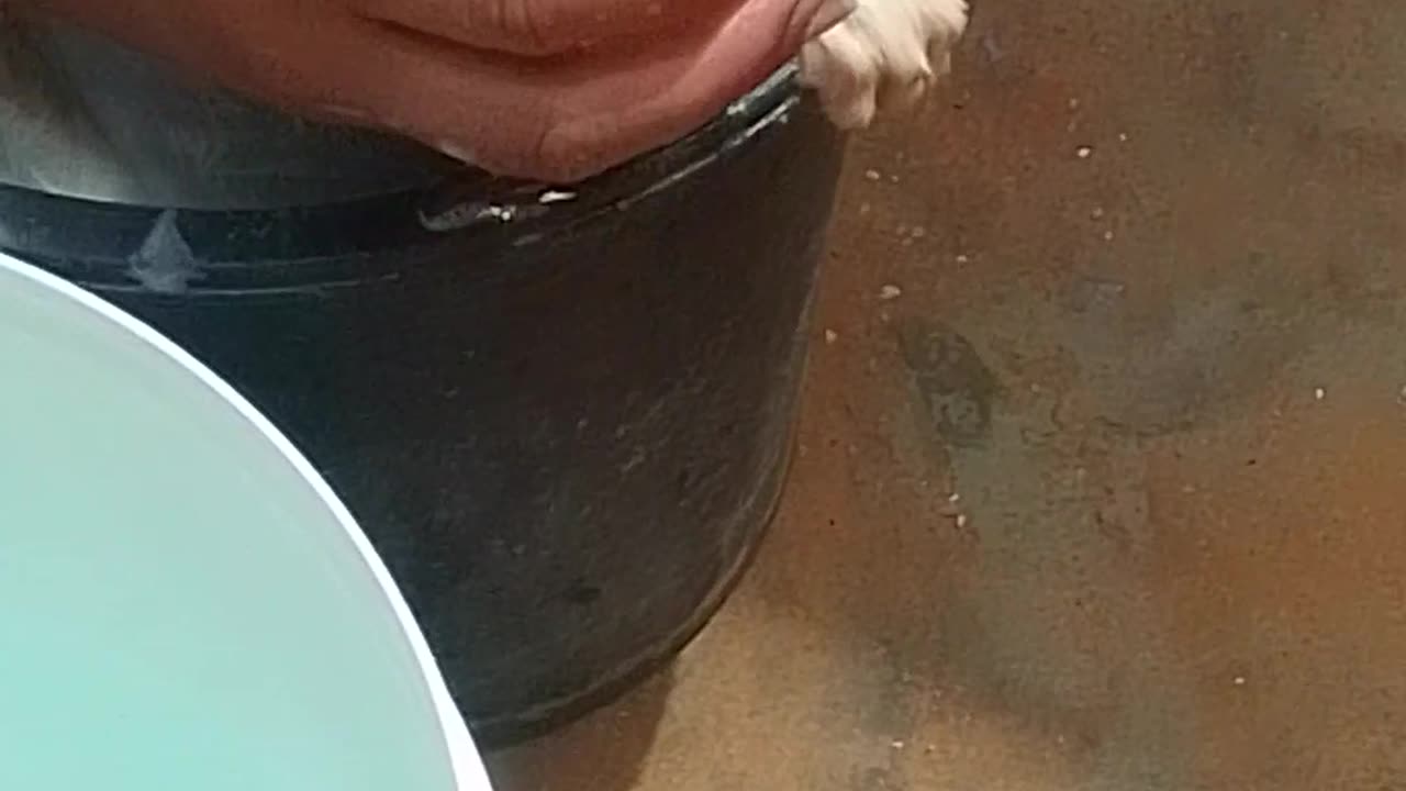 Cat swiming