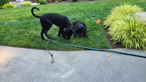 Pine cone party! More like a 'desensitizatio' excercise