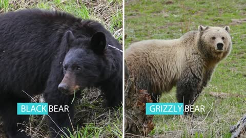 Grizzly Bear & American Black Bear - The Differences