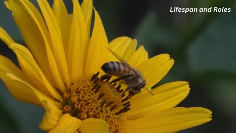 Amazing 10 facts about Honey Bee