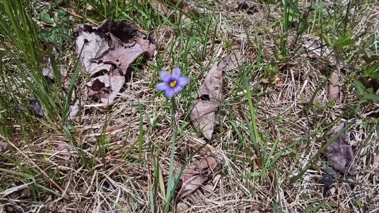 Blue-eyed grasses