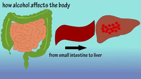 Alcohol - How Alcohol Affects The Body - What Causes A Hangover