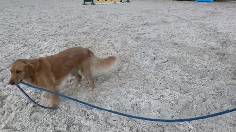 The Adventures Of Honey And Smartie