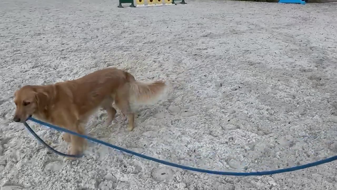 The Adventures Of Honey And Smartie