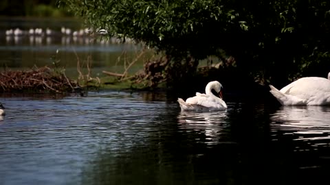 Ducks enjoying in the lake