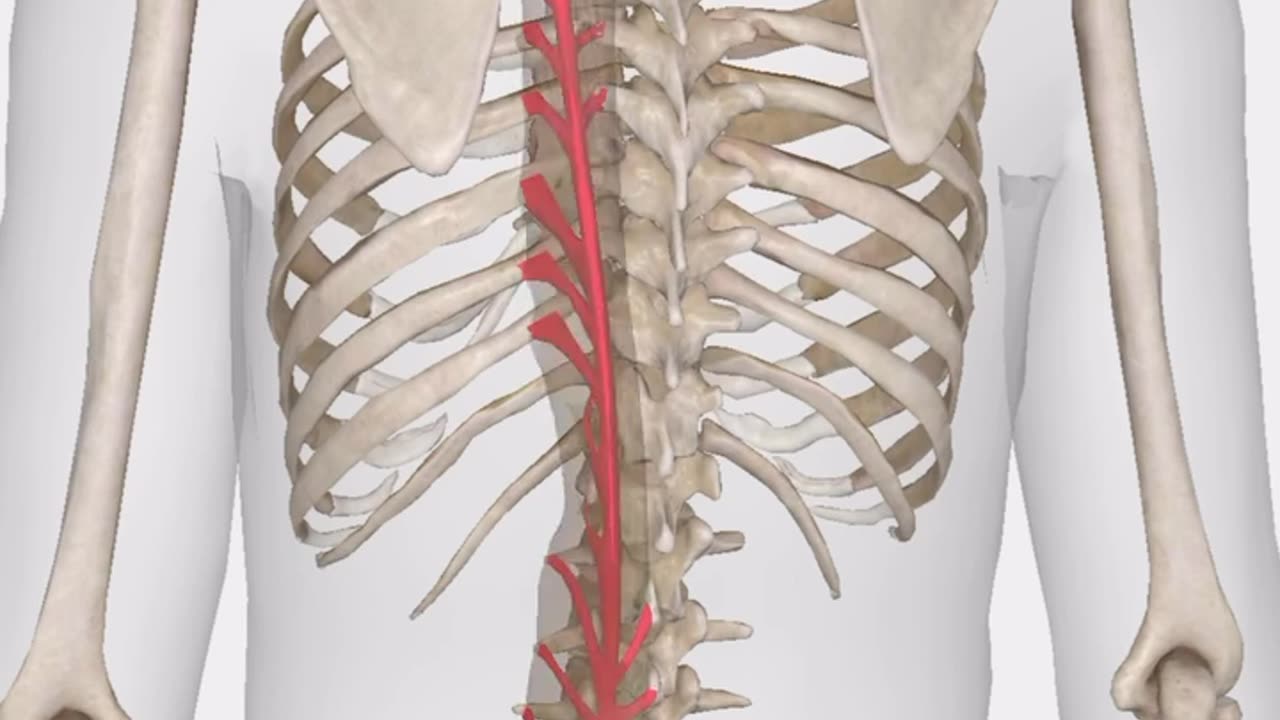 The longissimus muscle