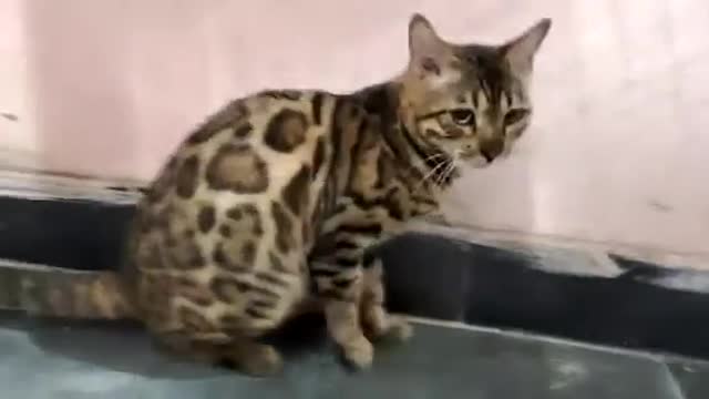 Bengal cat bengal kitten available for sale