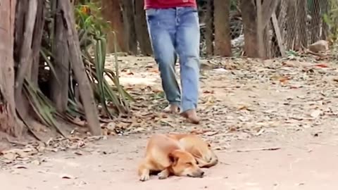 Troll dog funny and fake lion and huge box to dog