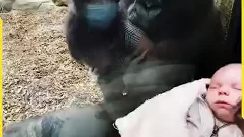 This gentle mother thinks of the boy as her own baby!!😍🦍❤