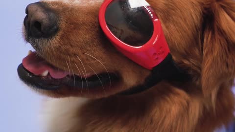 A Dog with Red Sunglasses