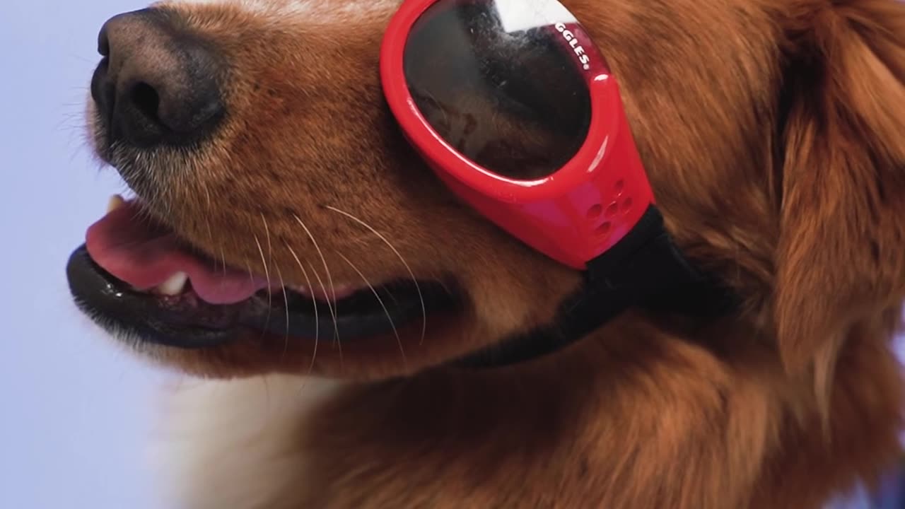 A Dog with Red Sunglasses