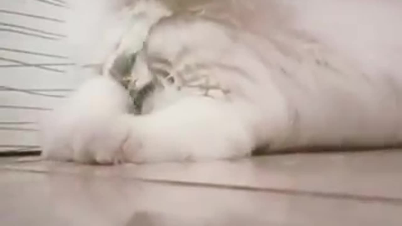 Cute kitten 😸 wooow