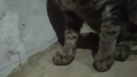 Cat video