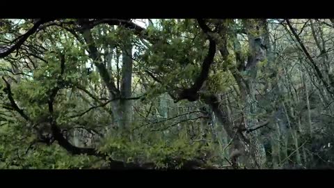 The Forest _ Cinematic Drone Footage_1