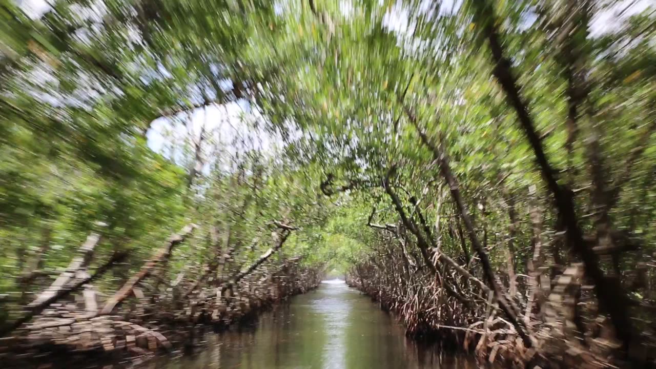 SW FLORIDA SWAMP 2015