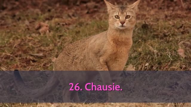 All 98 Cat Breeds In The World