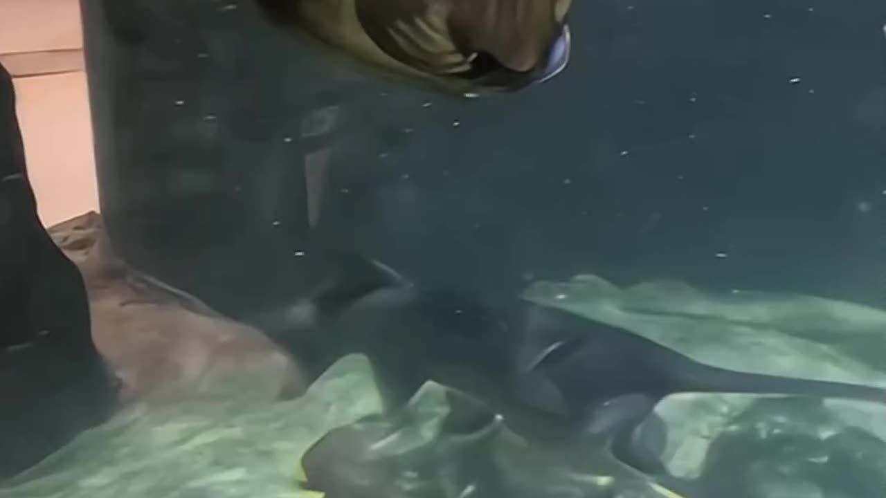 A fish shows off its big mouth