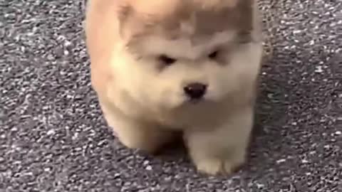 A puppy that can walk and fall，It's pretty cute