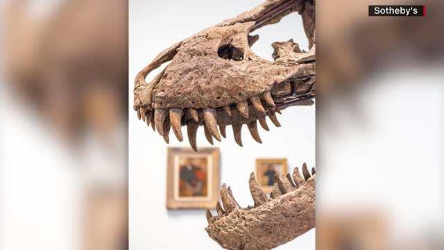 T-Rex skull expected to fetch up to $20M at auction