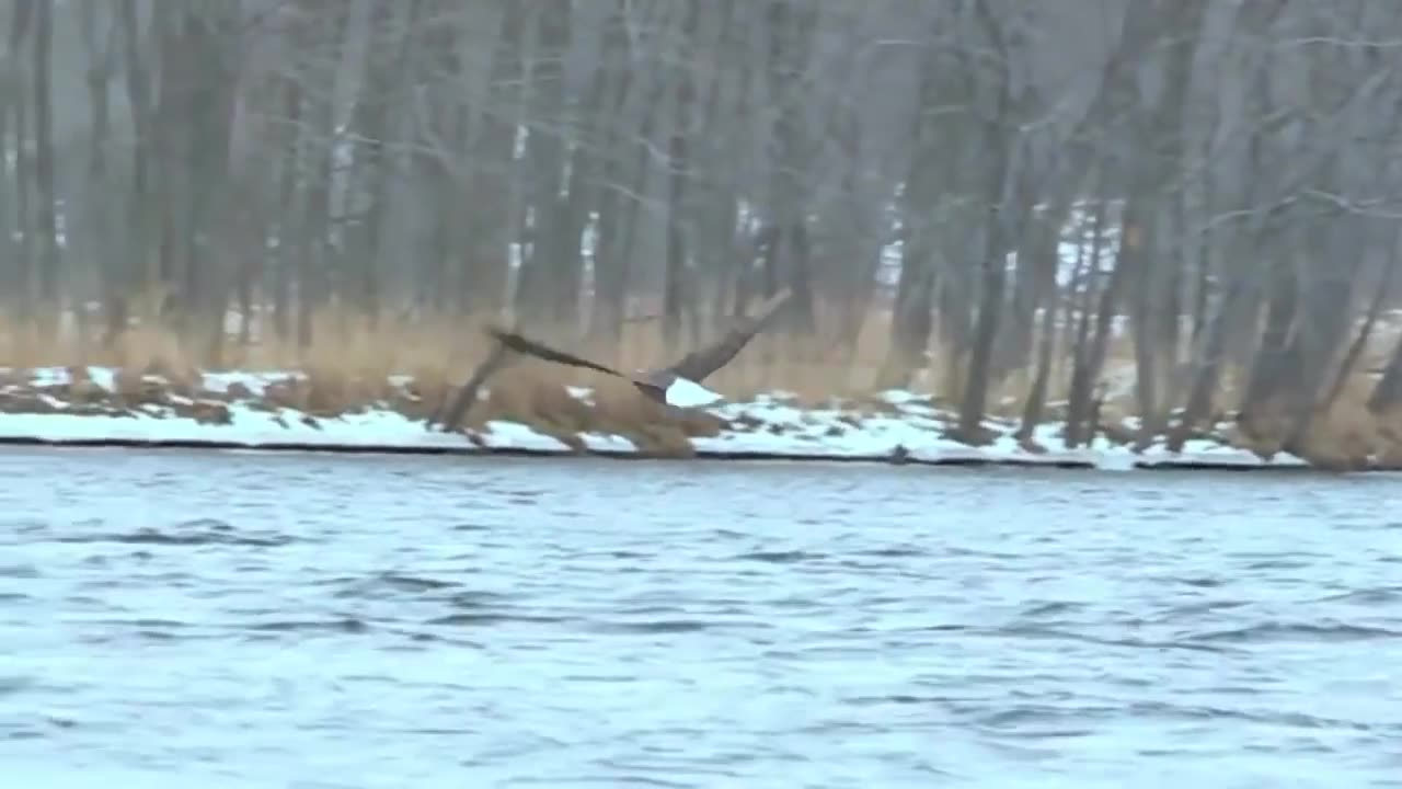 The Eagle Dies While Hunting Octopus In The Ocean