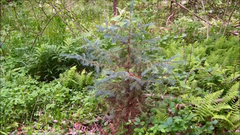 My pleasantly surprising Black Hills Spruce 060823AD