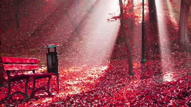 Crimson Autumn🍁🍂🍃 😍