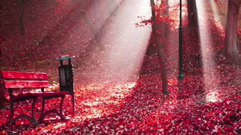 Crimson Autumn🍁🍂🍃 😍