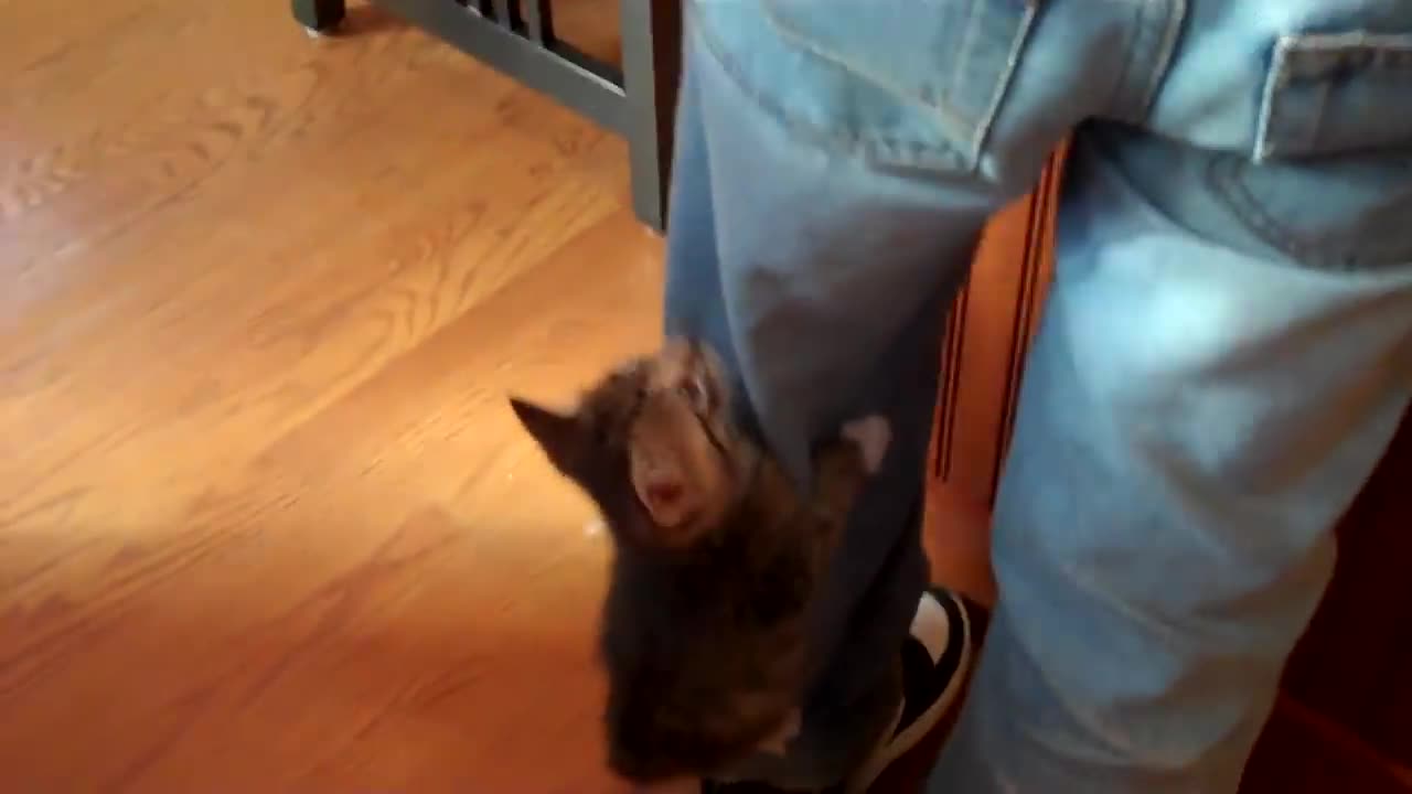 VERY hungry kittens!