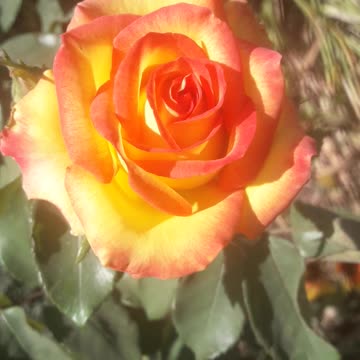 Beautiful rose
