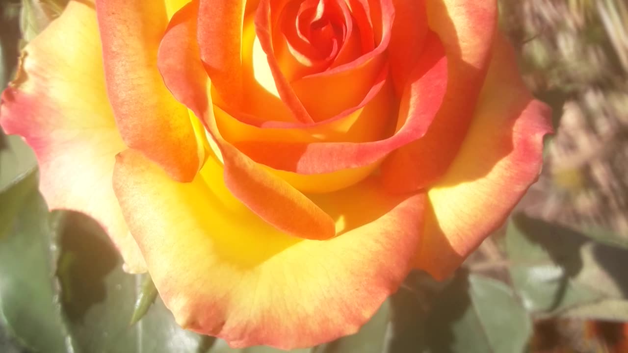 Beautiful rose