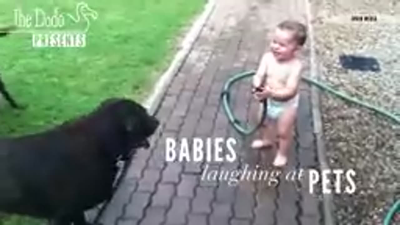 Babies Laughing At Pets | The Dodo