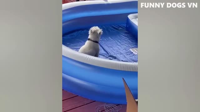 you will laugh out load for sure what a happy video to watch