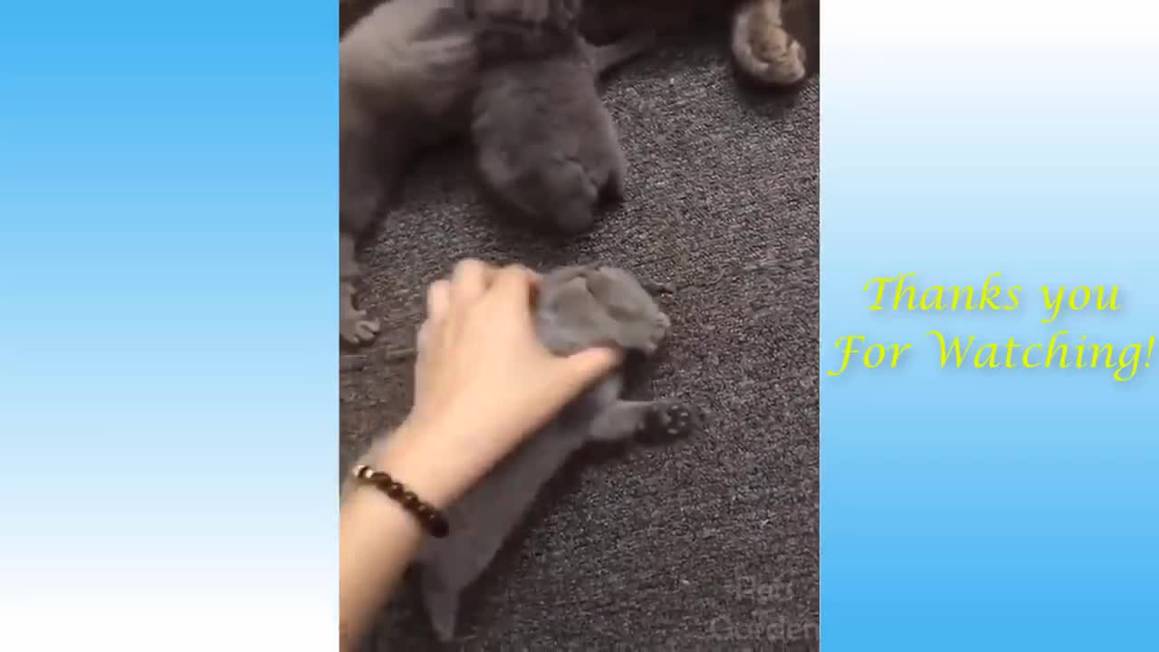 FUNNY Dogs and Cats