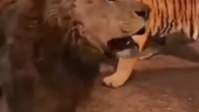 Tiger Vs. Lion