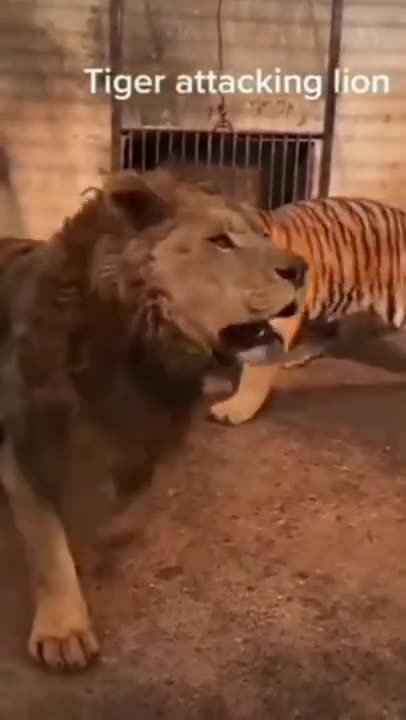 Tiger Vs. Lion