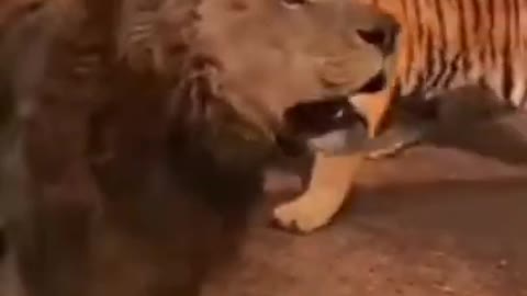 Tiger Vs. Lion