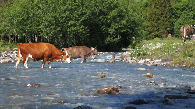 The cows cross the river