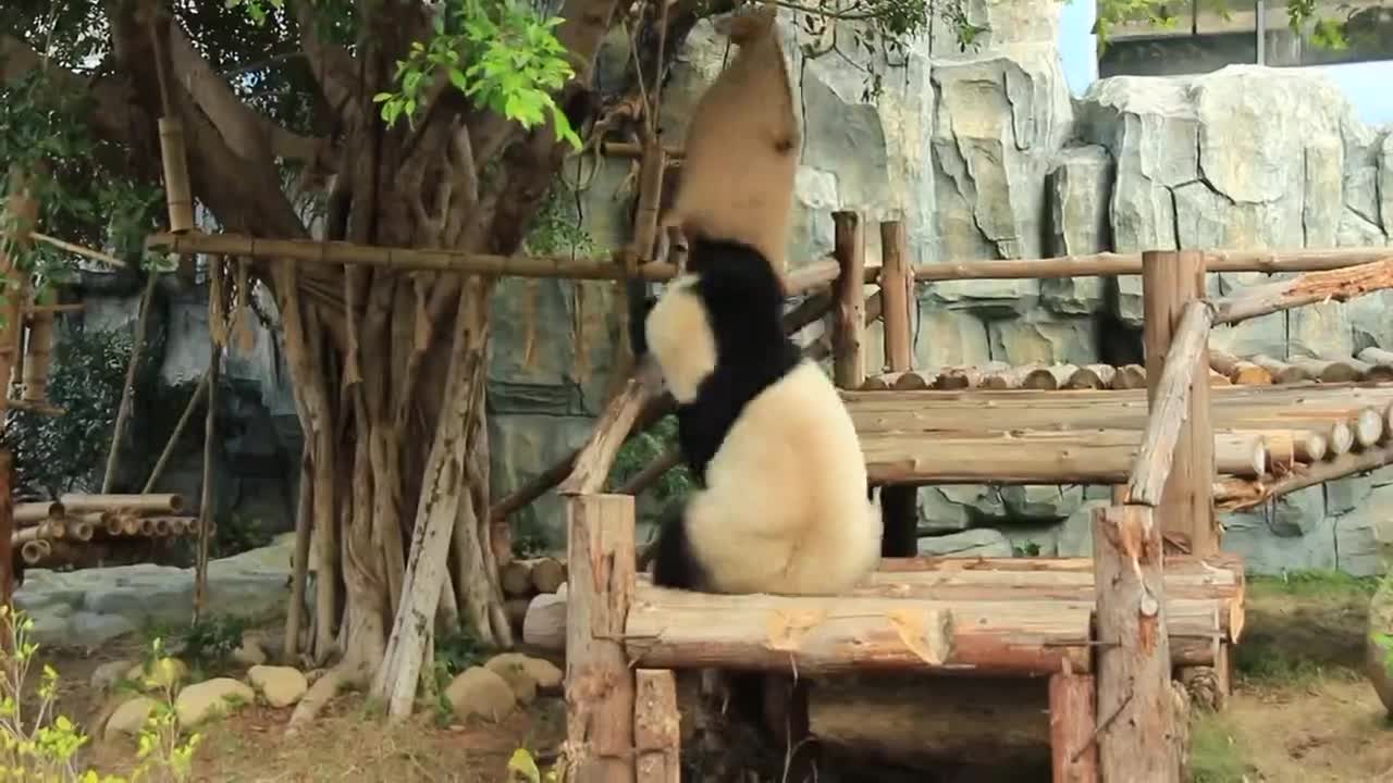 The giant panda