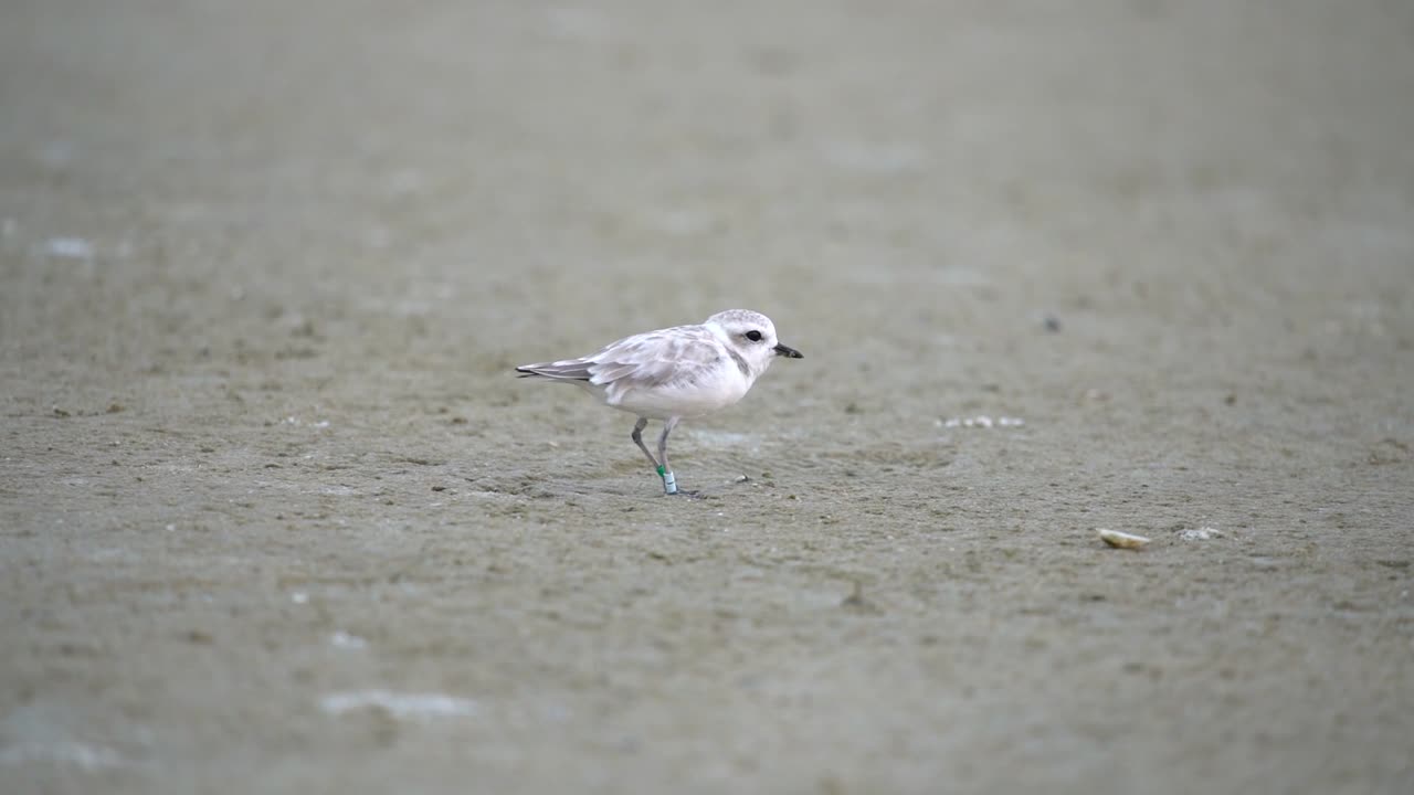 Snowy Plover in Fort Desoto State Park, Florida