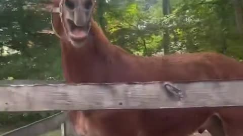 Hilarious Horse