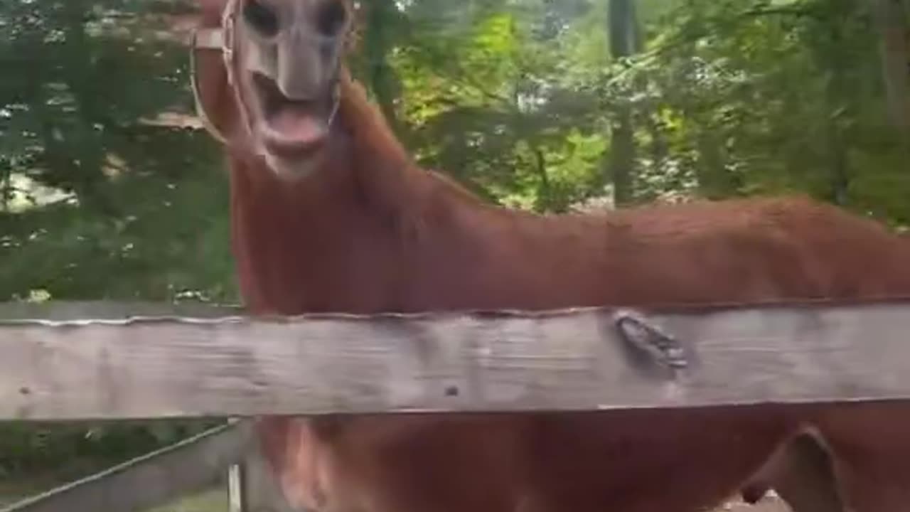 Hilarious Horse