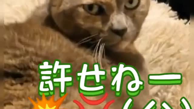 I have to inform other animals to move quickly