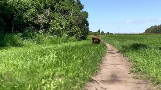 A running pig
