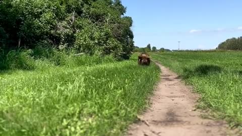 A running pig