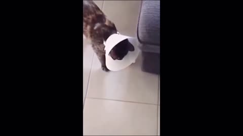 Funny Animals on his Funny moments