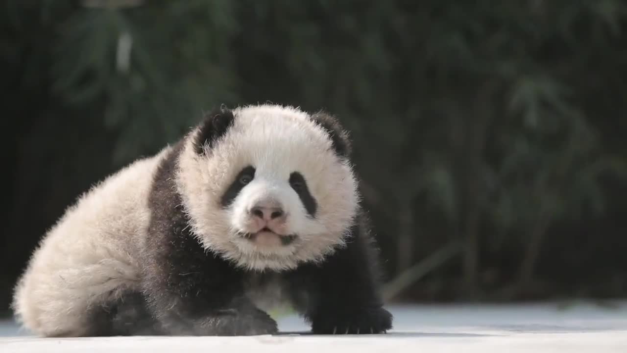 The giant panda