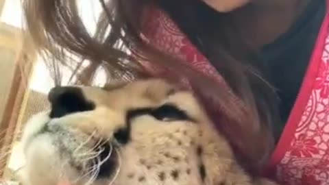 Cheetahs in love with this girl