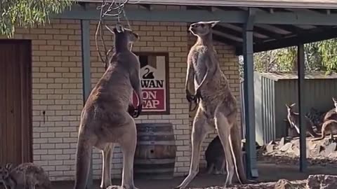 Normal day in Australia